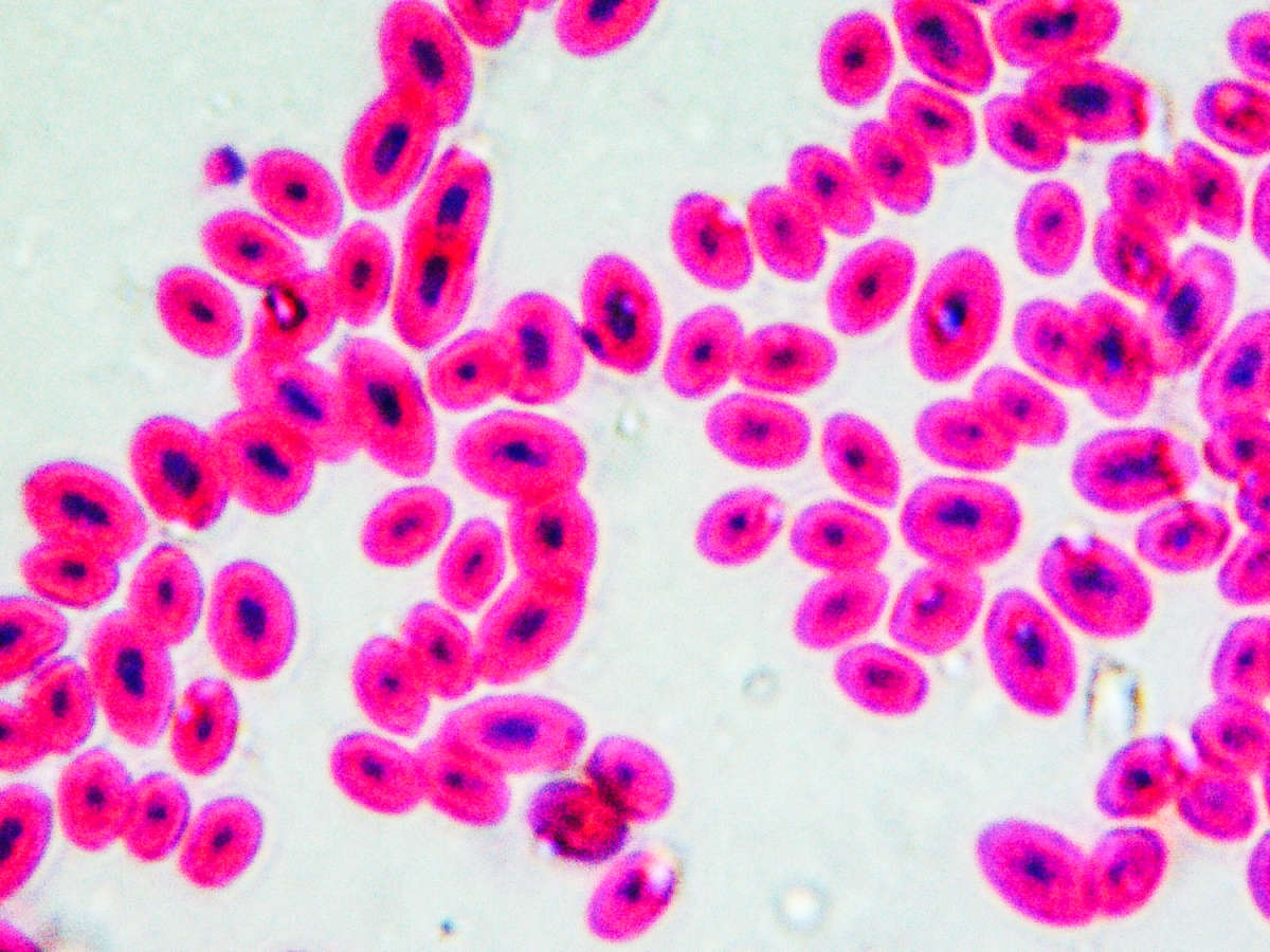 frog blood cell under microscope